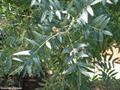 Persian turpentine tree ، baneh